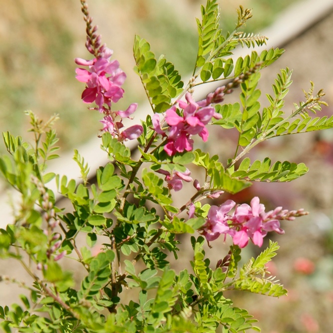 Photo de branches fleuries d'indigotier austral. Les grappes de fleurs roses sont en forme de cône. Les petites feuilles sont d'un vert tendre.