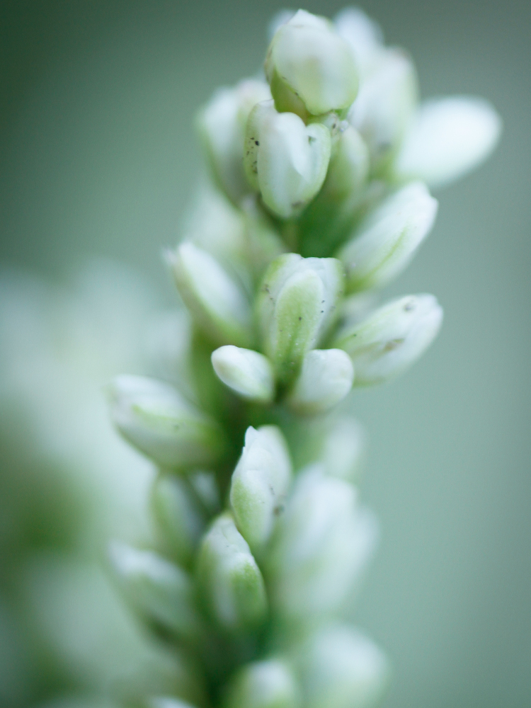 Photo macro verticale, du haut d'un épis serré de fleurs blanches de persicaires encore en bouton. La base des boutons de fleurs est vert et les boutons allongés sont blanc à la pointe.