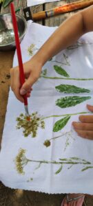 Teintures et plantes sauvages