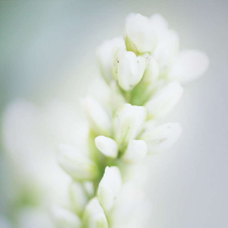 Les plantes Fleur blanche de persicaire