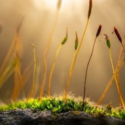 Macro sur de fines tiges de mousses en contre jour. Lumière chaude.